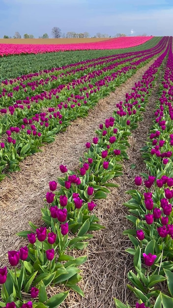Los coloridos campos de tulipanes en flor en un día nublado en los Países Bajos