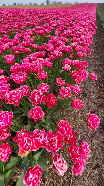 Los coloridos campos de tulipanes en flor en un día nublado en los Países Bajos