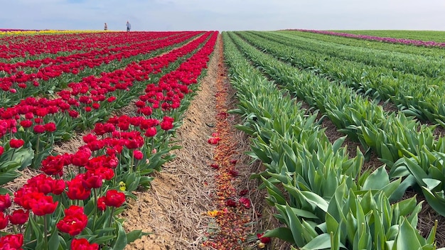 Los coloridos campos de tulipanes en flor en un día nublado en los Países Bajos