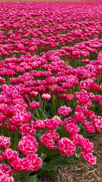 Los coloridos campos de tulipanes en flor en un día nublado en los Países Bajos