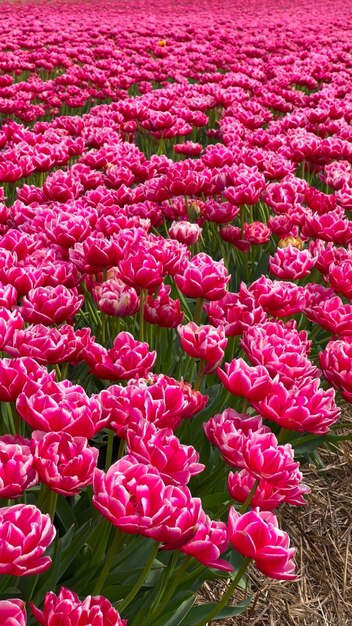 Los coloridos campos de tulipanes en flor en un día nublado en los Países Bajos