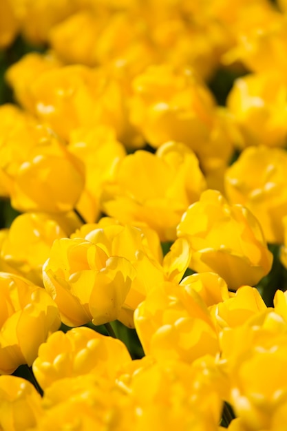 Coloridos campos de tulipanes en un soleado día de primavera en el campo jardín de flores de keukenhof lisse netherl