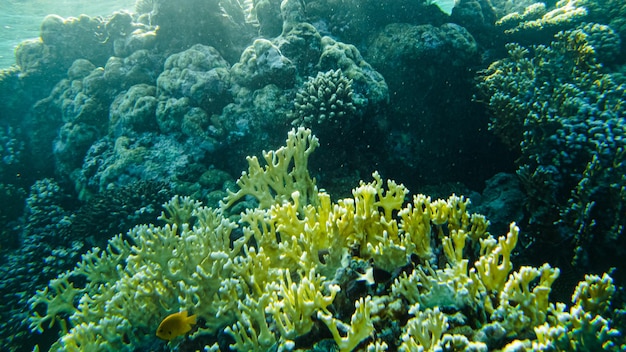 Foto coloridos corales y peces en el mar rojo sharm el sheikh