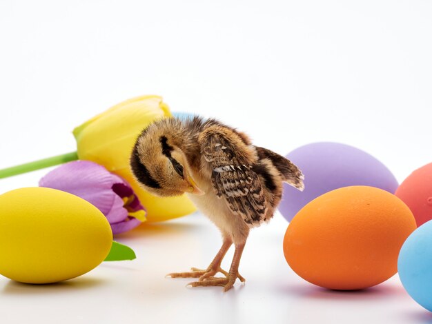 Coloridos huevos de Pascua y pollitos.