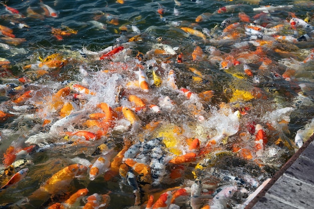 Coloridos, koi, peixe, natação, em, lagoa