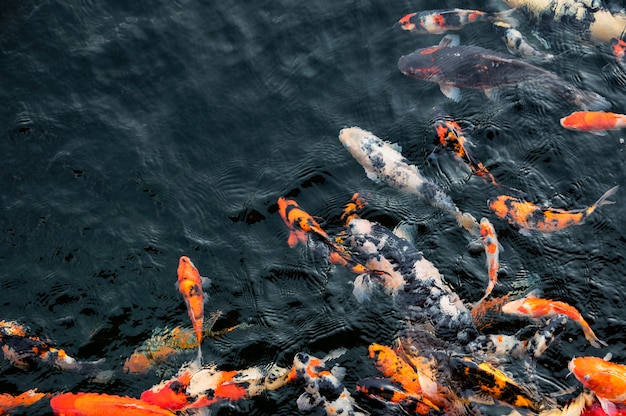 Coloridos, koi, peixe, natação, em, lagoa