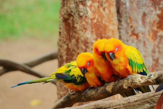 coloridos loros sentados y durmiendo en una rama de un gran árbol