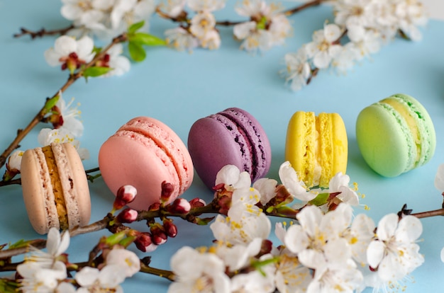 Coloridos macarons franceses o macarrones decorados con flores florecientes de albaricoque en azul pastel