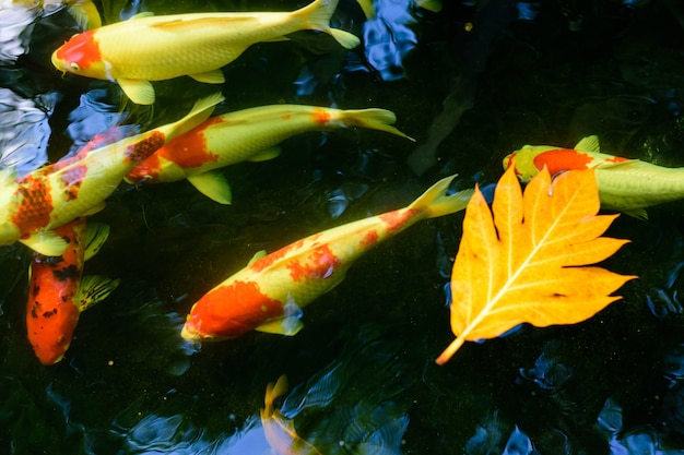 Coloridos peces carpa de lujo o peces koi están nadando. Peces koi nadando en el estanque.