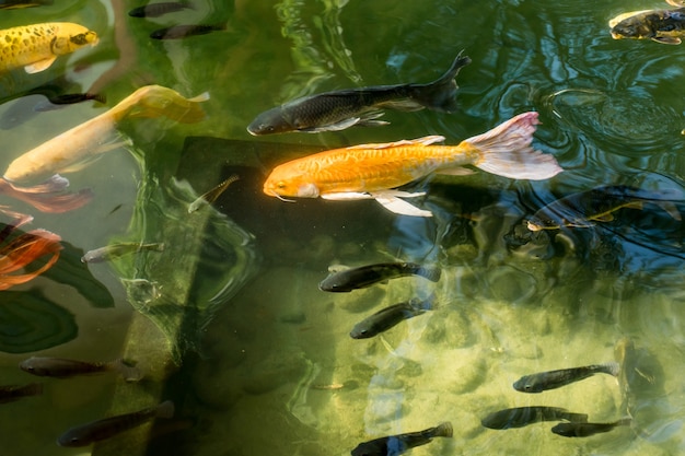 Coloridos peces carpa de lujo o peces Koi en el estanque.