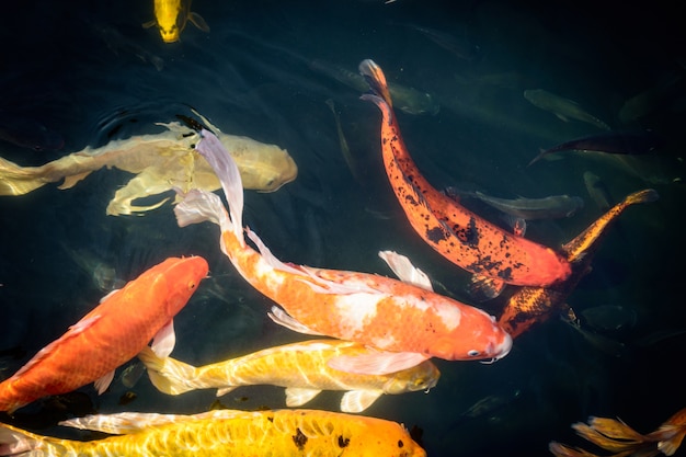 Coloridos peces de carpa o koi de lujo están nadando