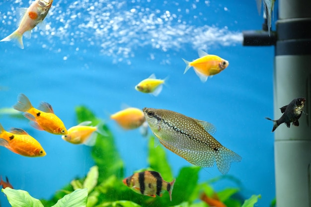 Coloridos peces exóticos nadando en un acuario de agua azul profundo con plantas tropicales verdes