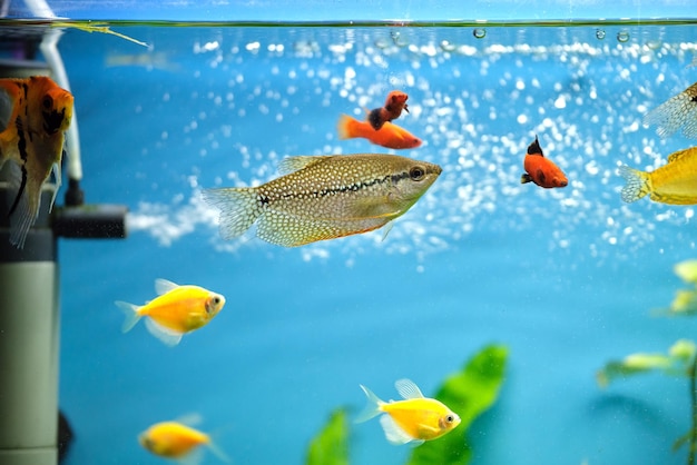 Foto coloridos peces exóticos nadando en un acuario de agua azul profundo con plantas tropicales verdes