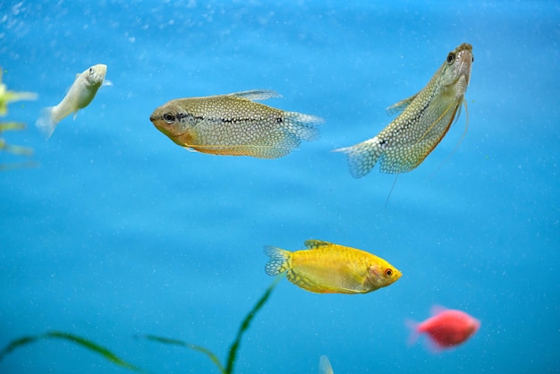 Coloridos peces exóticos nadando en un acuario de agua azul profundo con plantas tropicales verdes