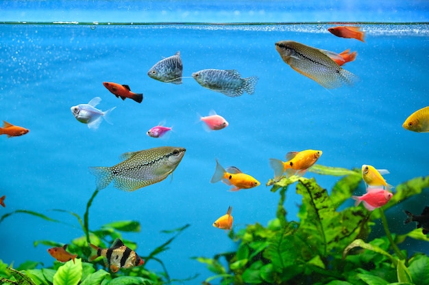 Foto coloridos peces exóticos nadando en un acuario de agua azul profundo con plantas tropicales verdes