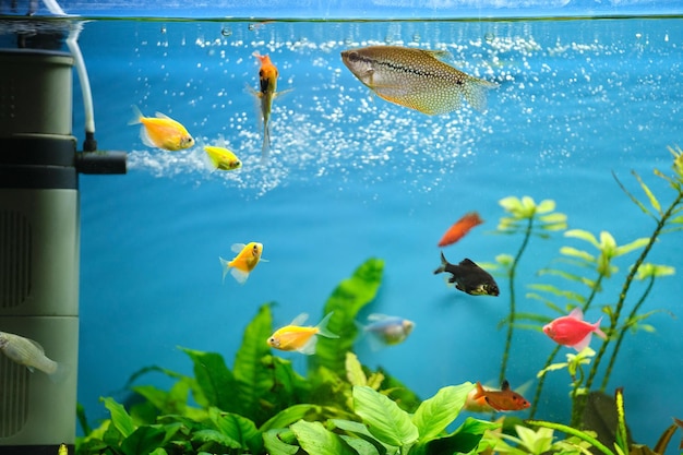 Coloridos peces exóticos nadando en un acuario de agua azul profundo con plantas tropicales verdes