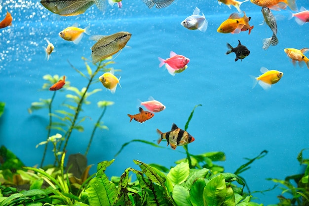 Coloridos peces exóticos nadando en un acuario de agua azul profundo con plantas tropicales verdes