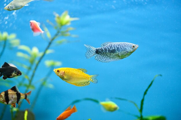 Coloridos peces exóticos nadando en un acuario de agua azul profundo con plantas tropicales verdes