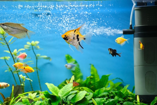 Coloridos peces exóticos nadando en un acuario de agua azul profundo con plantas tropicales verdes