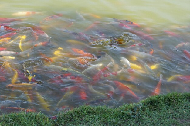 Coloridos peces koi en el estanque del parque