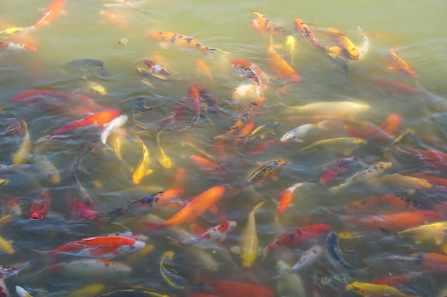 Coloridos peces koi en el estanque del parque