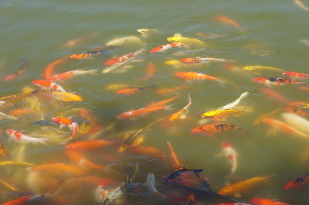 Coloridos peces koi en el estanque del parque