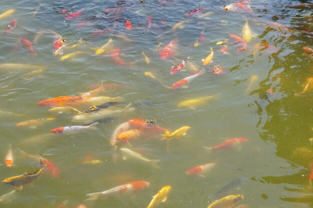 Coloridos peces koi en el estanque del parque