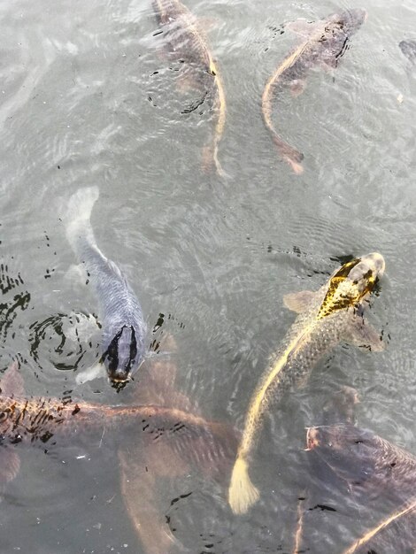 Los coloridos peces koi nadan en el agua del lago