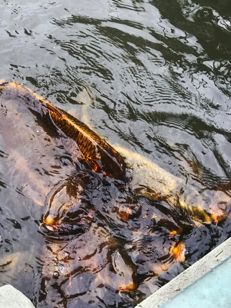 Los coloridos peces koi nadan en el agua del lago