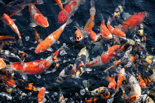 Coloridos peces koi nadando en el estanque