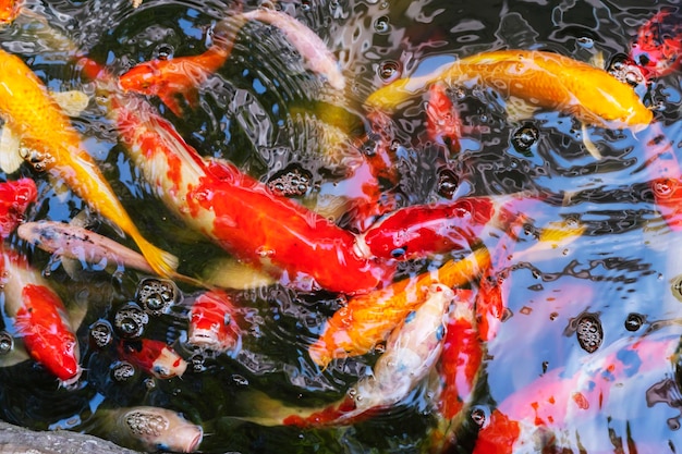 Coloridos peces koi nadando en la piscina, Fancy Carps Fish (Cyprinus Carpio).