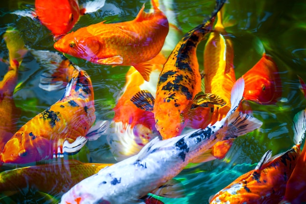 coloridos peces Koi con ondas de agua en gourami zen