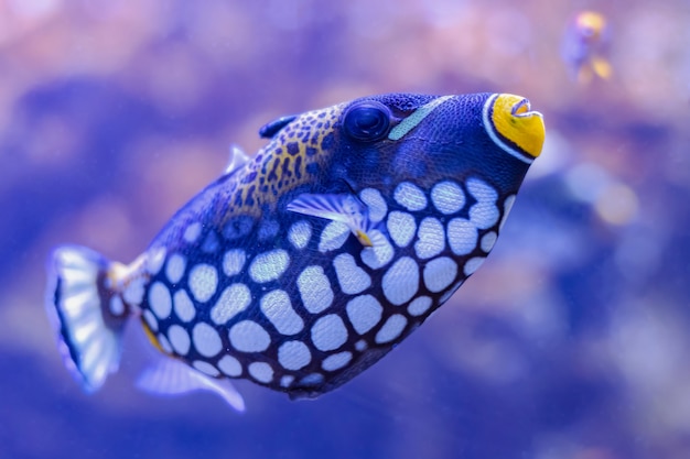 Coloridos peces de mar en acuario