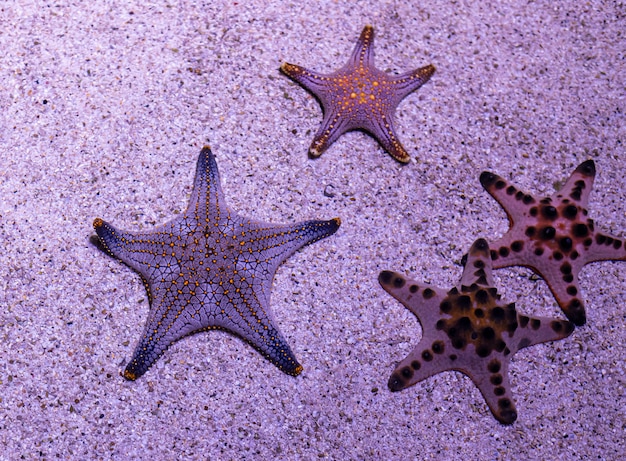 Coloridos peces de mar en acuario