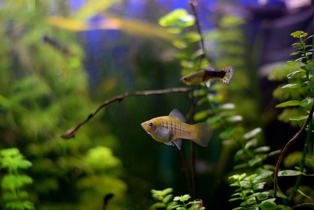 Coloridos peces de pecíolo en agua dulce de acuario