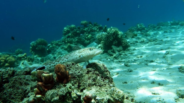 Coloridos peces tropicales en un arrecife de coral increíblemente hermoso mundo de hadas en los jardines de coral