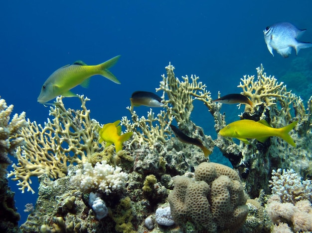 Coloridos peces tropicales en un arrecife de coral, un mundo de hadas increíblemente hermoso.