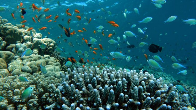 Coloridos peces tropicales cerca del arrecife de coral, tiro subacuático increíblemente hermoso.