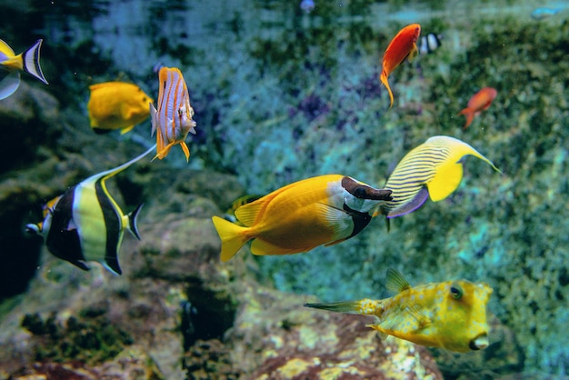 Coloridos peces tropicales y corales bajo el agua en el acuario