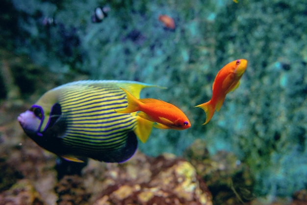 Coloridos peces tropicales y corales bajo el agua en el acuario