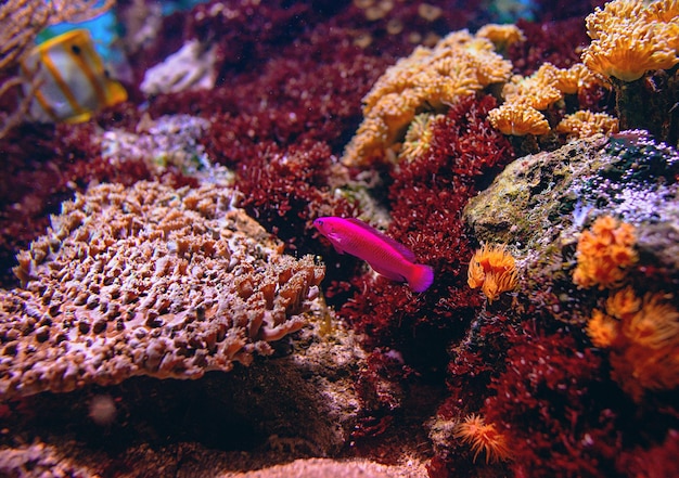 Coloridos peces tropicales y corales bajo el agua en el acuario