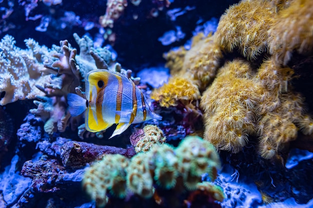 Coloridos peces tropicales nadando en el acuario entre las plantas del fondo marino