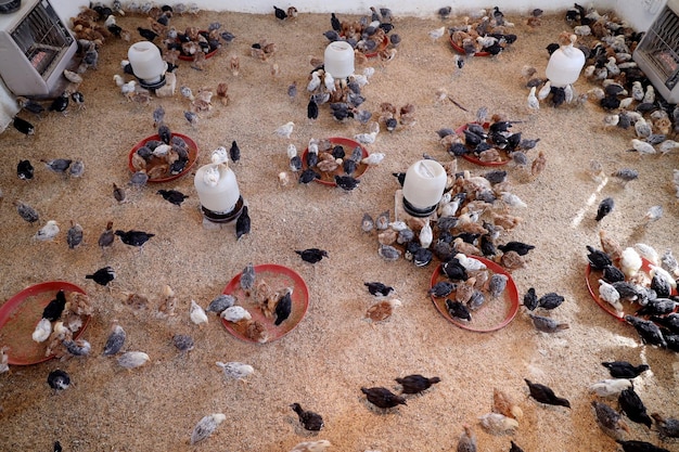 Foto los coloridos pollitos en la granja avícola