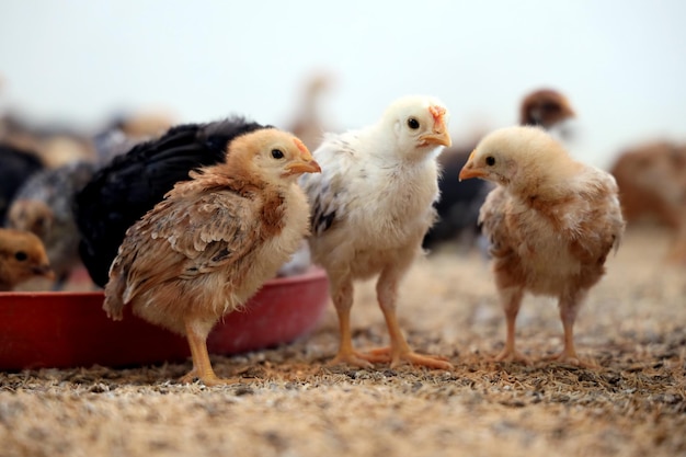 Foto los coloridos pollitos en la granja avícola