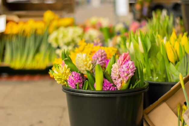 Foto coloridos ramos de jacintos florecientes en cubo negro en floristería flores de primavera