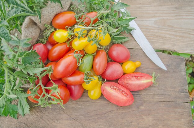 Coloridos tomates rojos, amarillos, naranjas, verdes.