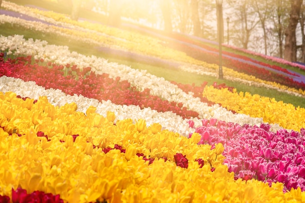 Coloridos tulipanes en Emirgan Park Estambul