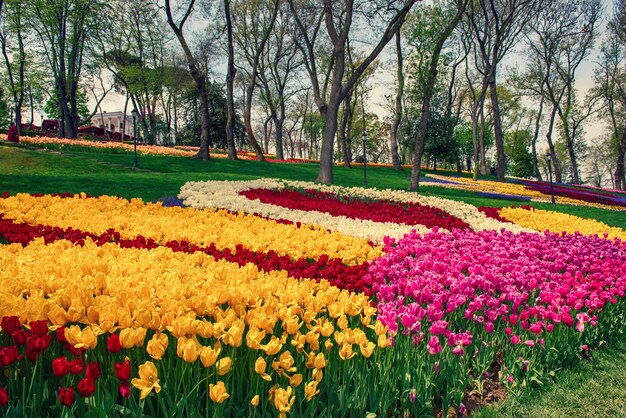 Coloridos tulipanes en Emirgan Park Estambul