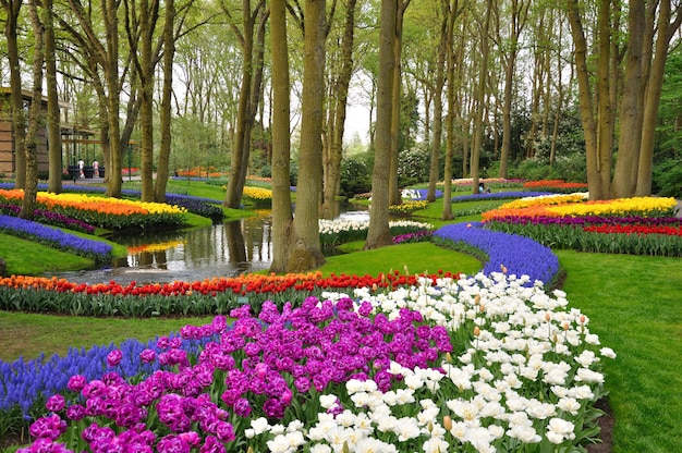 Coloridos tulipanes florecientes en el parque Keukenhof en Holanda