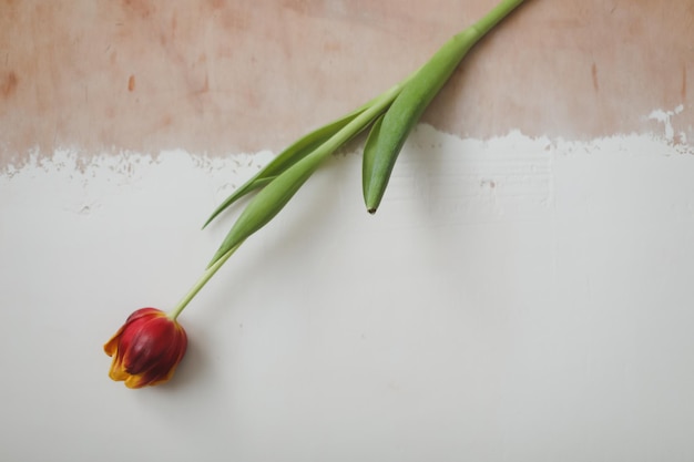 Coloridos tulipanes frescos sobre un fondo claro
